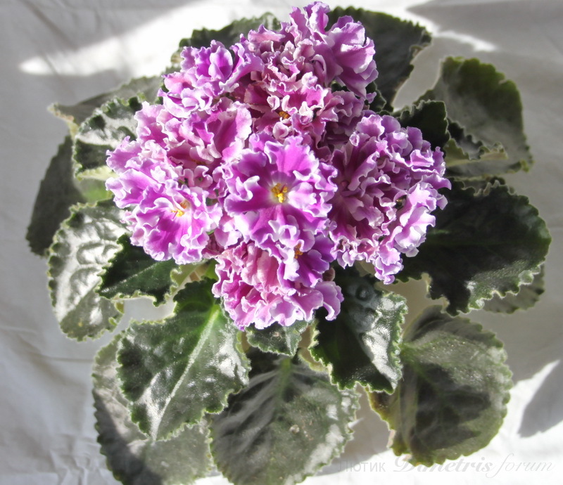 IMG_4683 - копия.JPG