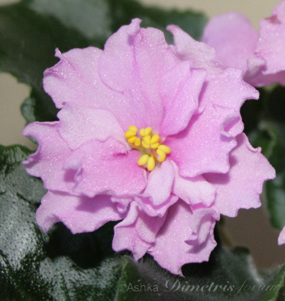 IMG_7382_1.jpg