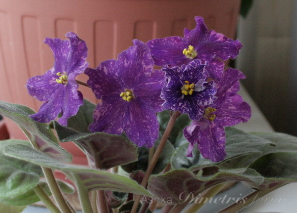 IMG_7688_1.jpg
