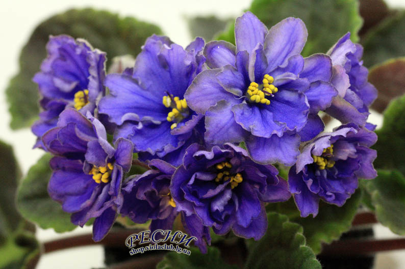 IMG_7921 копия.jpg