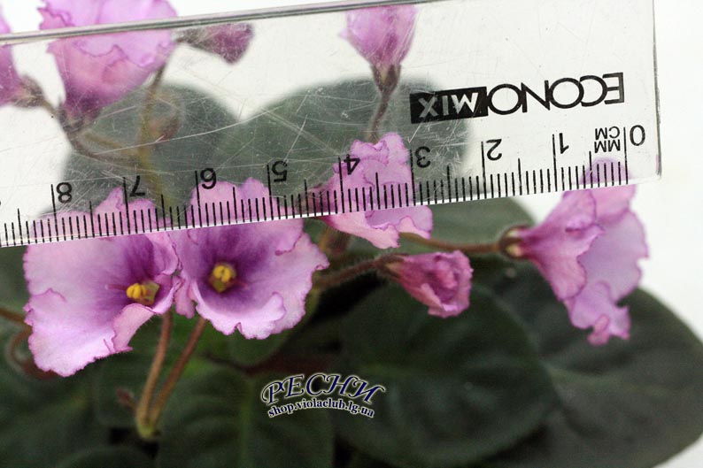 IMG_8074 (149) копия.jpg