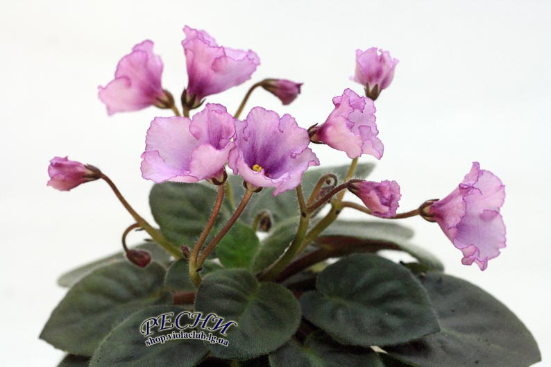 IMG_8080 (155) копия.jpg