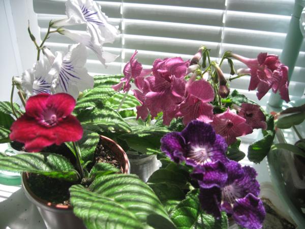 IMG_9094_600x450.jpg