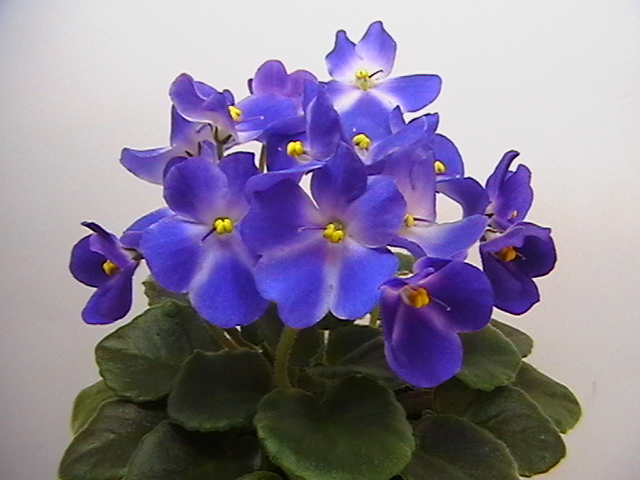IMGA9089.JPG