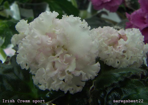 Irish Cream sp.jpg