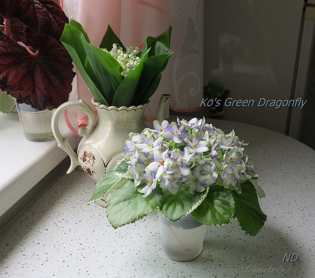 Ko's Green Dragonfly6.JPG
