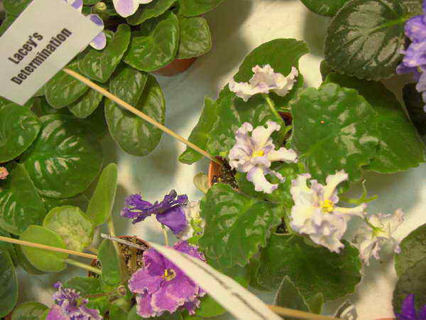 Lacey's Determination.jpg