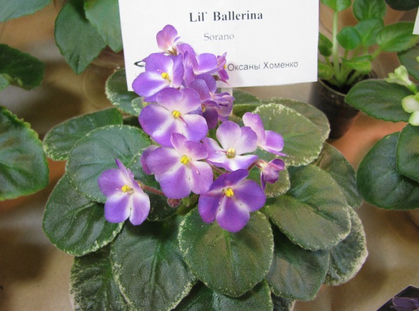 Lil` Ballerina (2).JPG