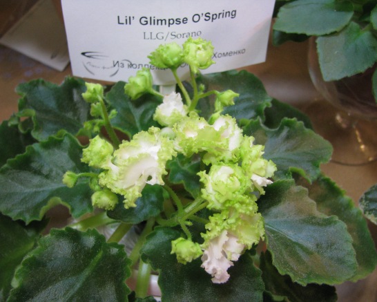 Lil Glimpse o’ Spring.JPG