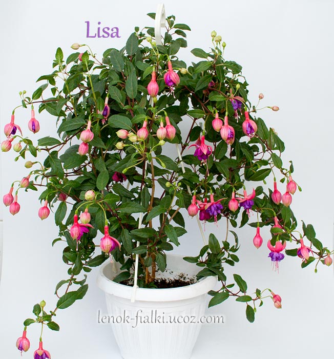 lisa-3.jpg