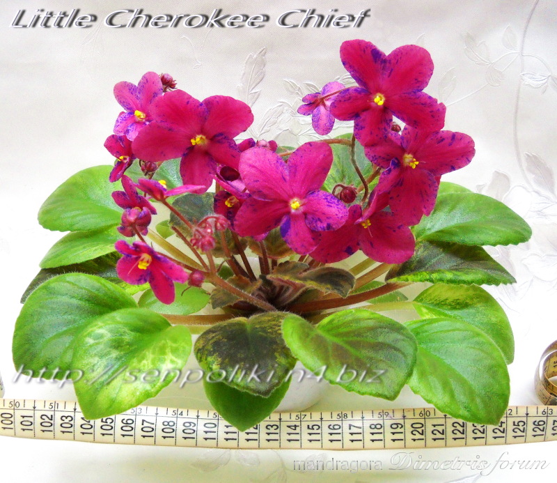 Little Cherokee Chief.jpg