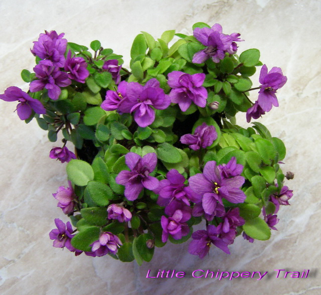 Little Chippery Trail_k_640.jpg