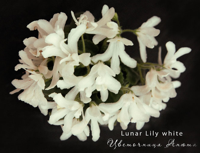 Lunar-Lily-White-2.jpg