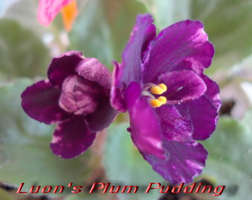 Lyon's Plum Pudding 1.jpg