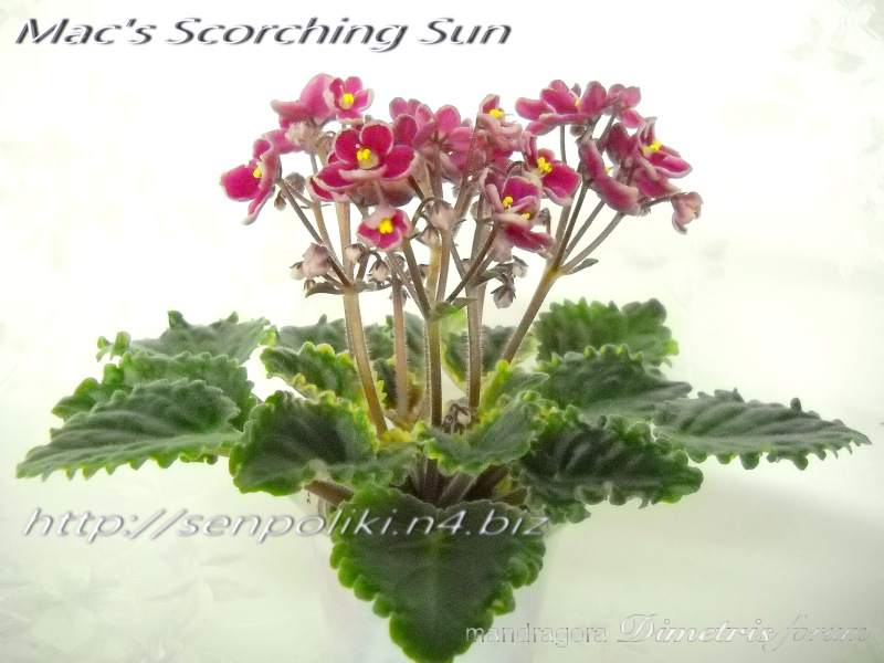 Mac's Scorching Sun 1.jpg