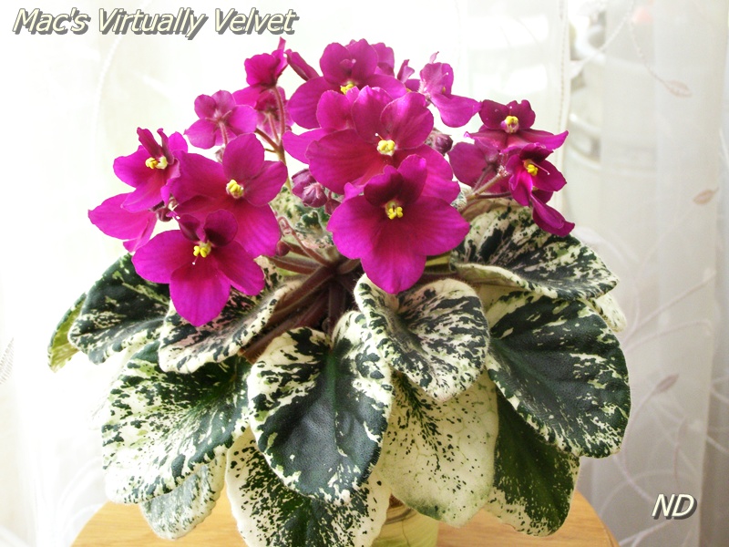 Mac's Virtually Velvet.JPG