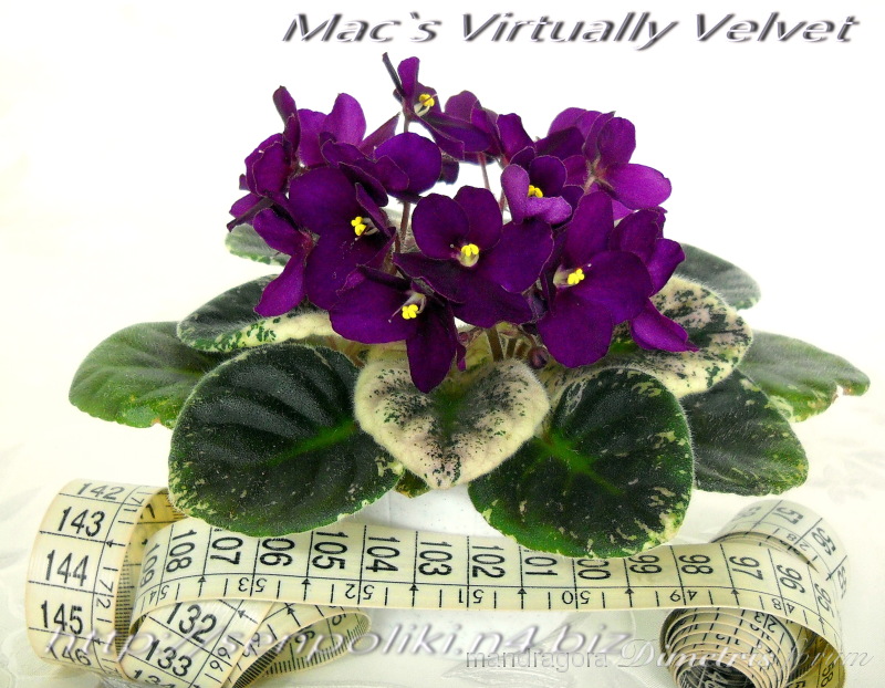 Mac`s Virtually Velvet.jpg