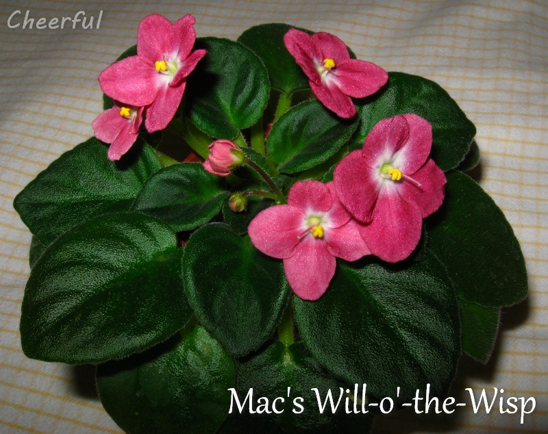 macs will o the wisp 09.01.15.jpg