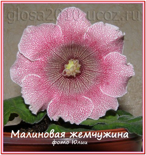 Malinovaya_gemh222.jpg