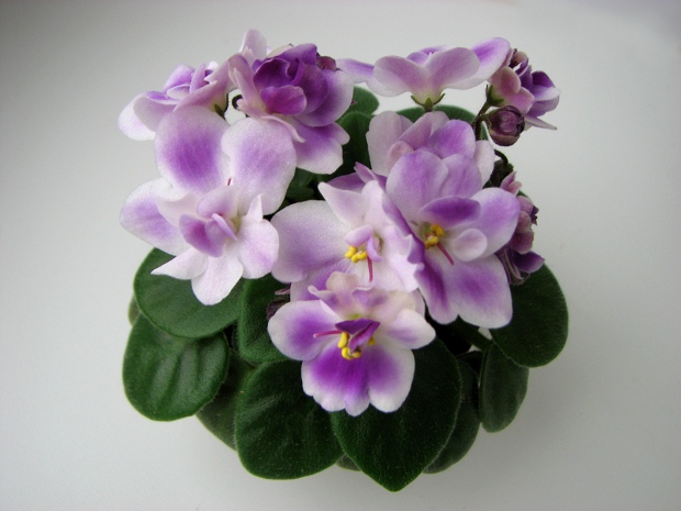 Munchkin Kisses6.JPG