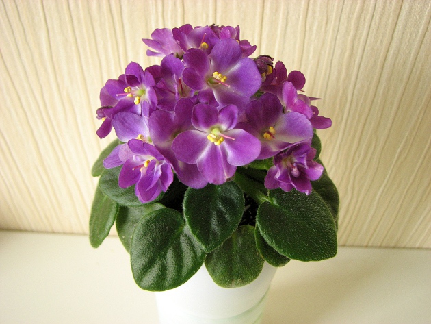 Munchkin Kisses8.JPG