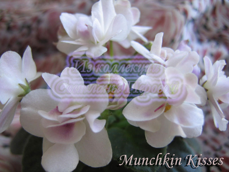 Munchkin' Kisses.jpg