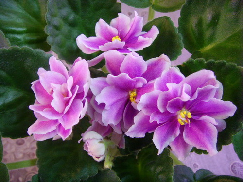 Music Box Dancer 1_.jpg