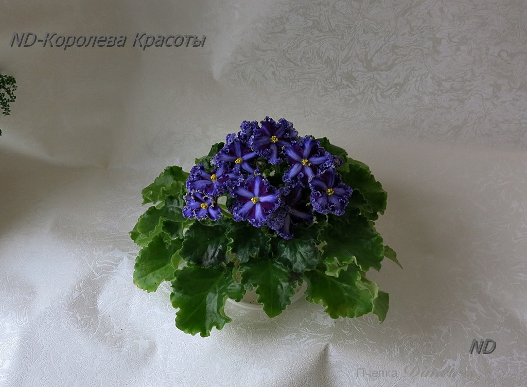 ND-Королева Красоты 1.JPG
