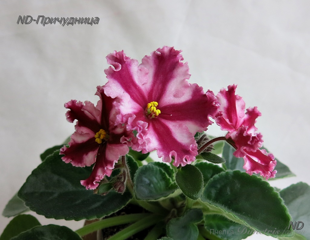 ND-Причудница10.JPG