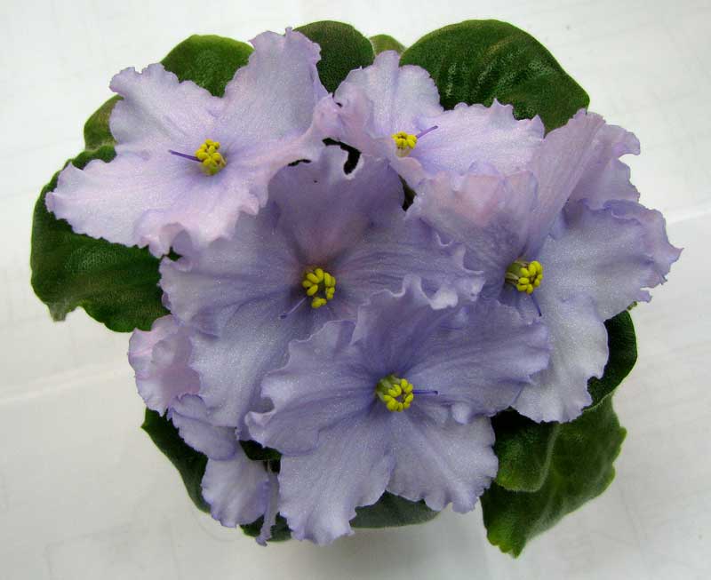 Ness' Blue Confetti-006-1.jpg