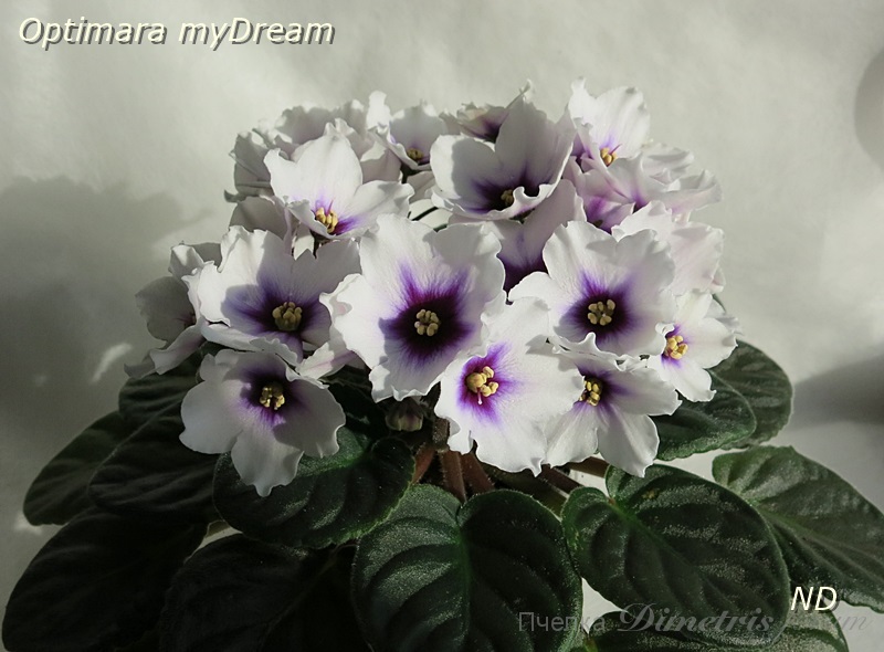 Optimara myDream 1.JPG