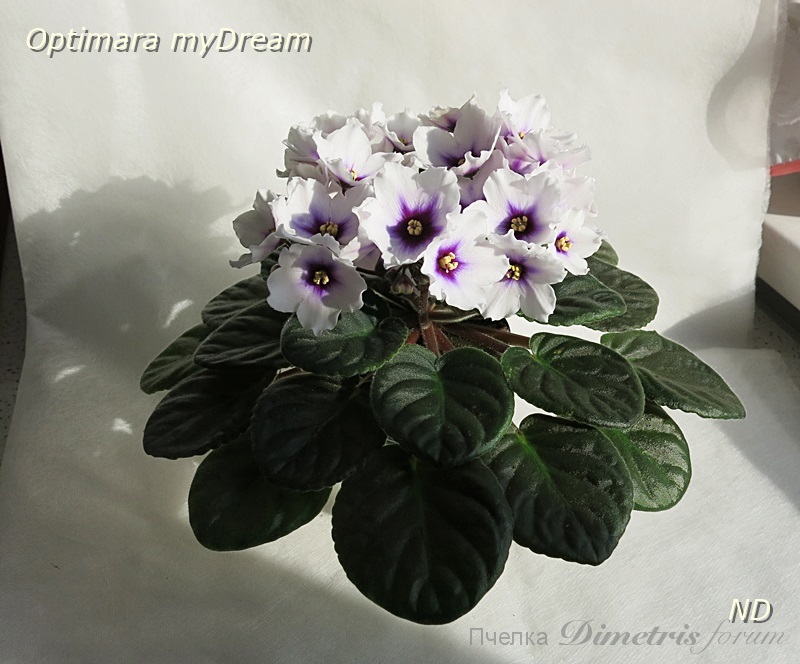 Optimara myDream 3.JPG