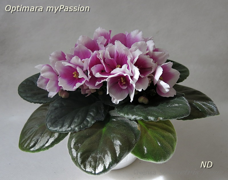 Optimara myPassion1.JPG