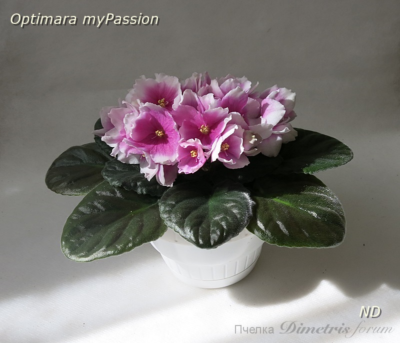 Optimara myPassion2.JPG