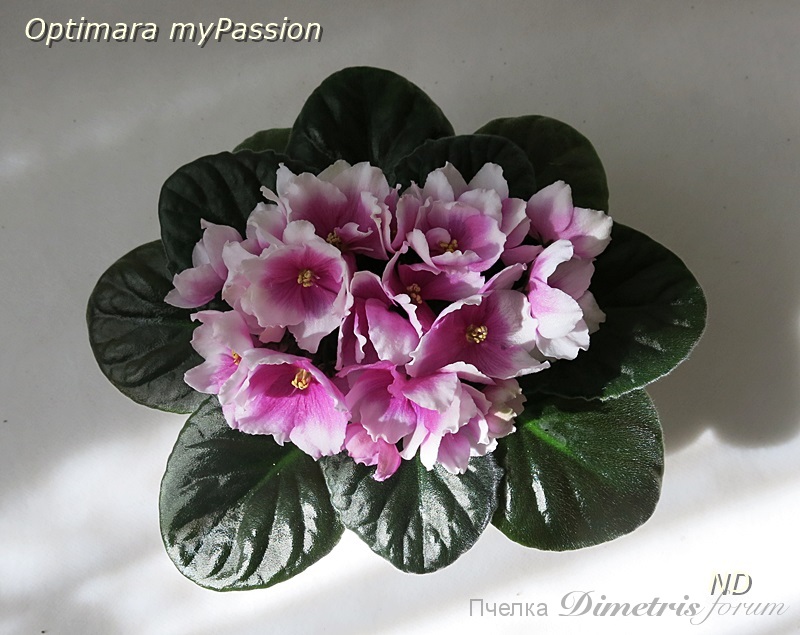 Optimara myPassion.JPG