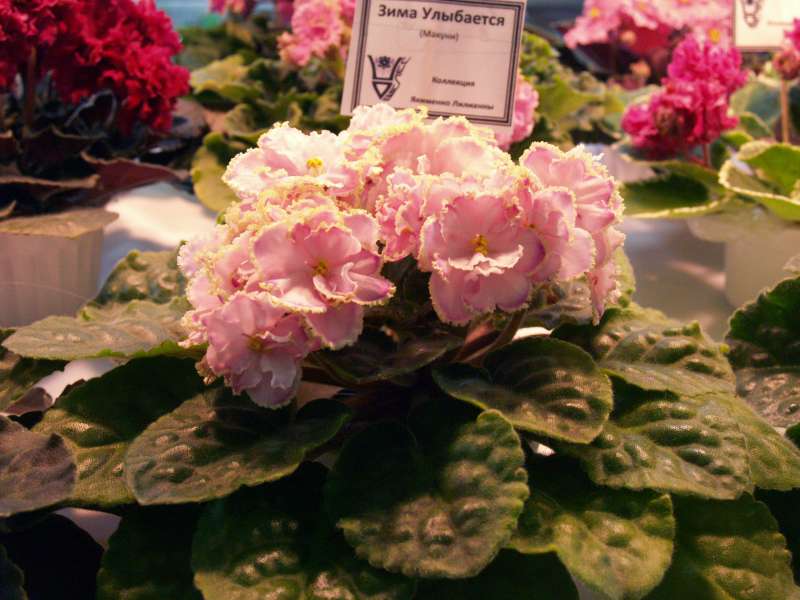P1016492.jpg