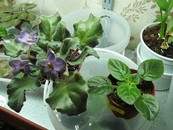 P1020773 1.JPG