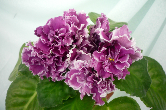 P1050308 - копия - копия.JPG