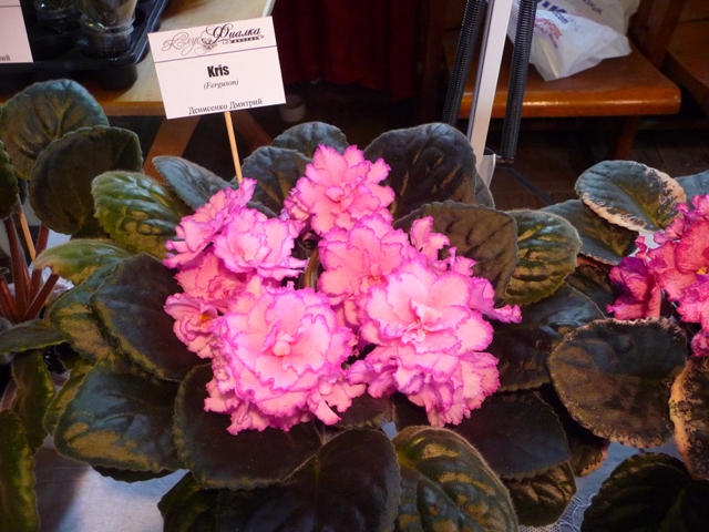 P1110939.JPG