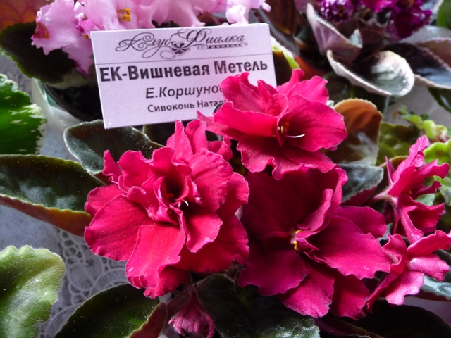 P1110955.JPG