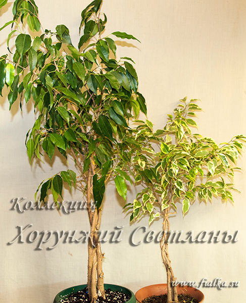 P2275828_.jpg