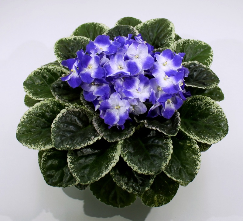 Park Avenue Blue.JPG