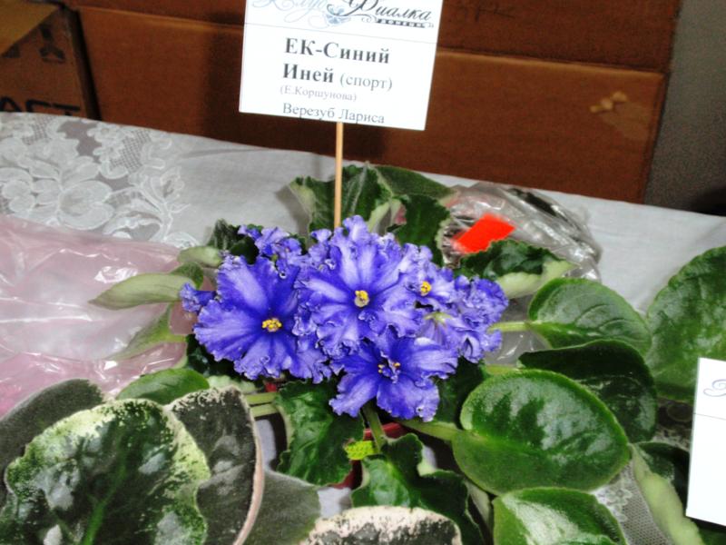 PB066240_800x600.jpg