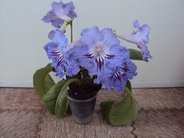 Pedro, куст, первое цветение.jpg