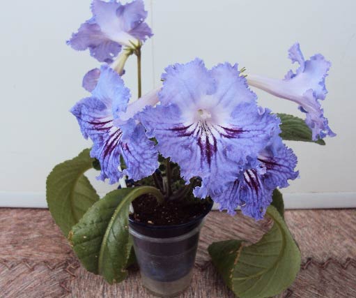 Pedro, первое цветение.JPG