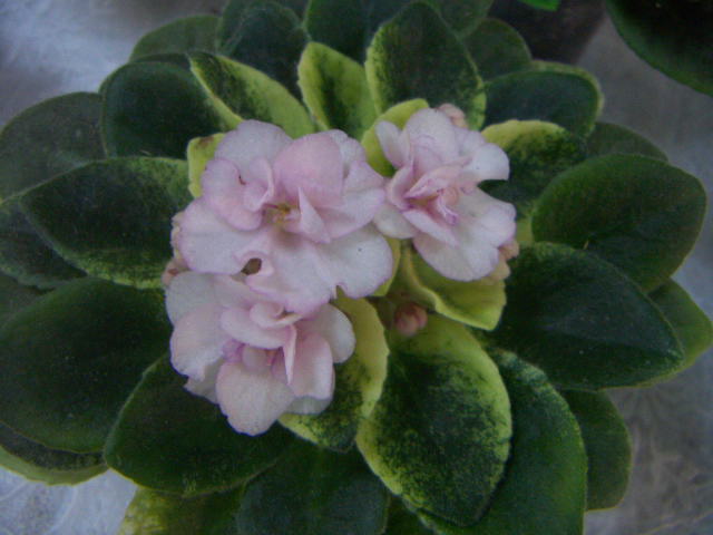 PICT0031.JPG