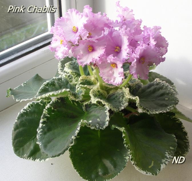Pink Chablis21.JPG