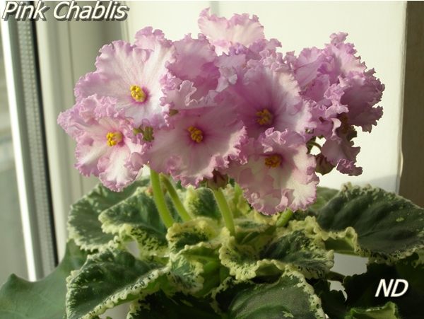 Pink Chablis4.JPG