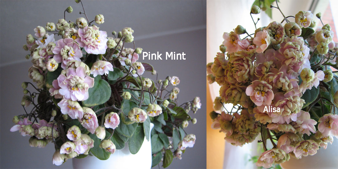 pink_mint.jpg