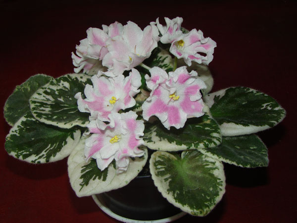 pink sensation 1.jpg